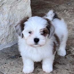 Havanese Puppies from Delightful Havanese