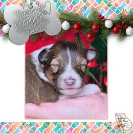 Girl 3 - Queen of Diamonds - Sable and white female Shetland Sheepdog puppy in Elberton, Georgia from Ioney's Southern Paws Shelties, Frenchies, and Yorkies