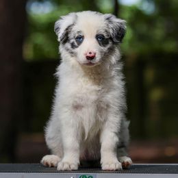 Cremini - Blue merle Border Collie puppy in South Carolina from Blackbird Kennels