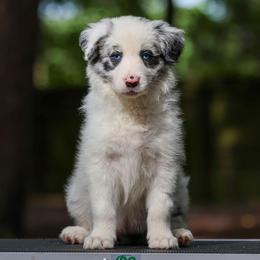 Cremini - Blue merle Border Collie puppy in South Carolina from Blackbird Kennels