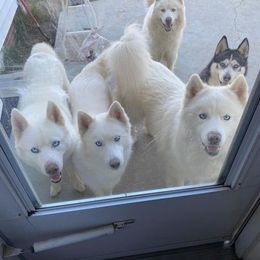 Siberian Husky All Grown Up from Malibu Kennels