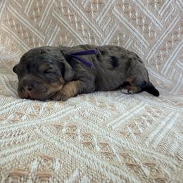 Ice Cream - Purple - Merle female Bernedoodle puppy in Charleston, South Carolina from Palm Belle Doodles