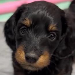 Winston - Black and tan male Dachshund puppy in Sutherland, Virginia from Sutherland Estates Dachshunds