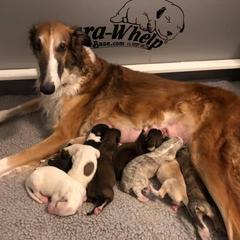 Borzoi Puppies from Rezance Borzoi
