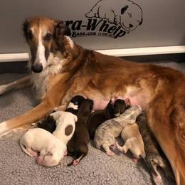 Borzoi Puppies from Rezance Borzoi