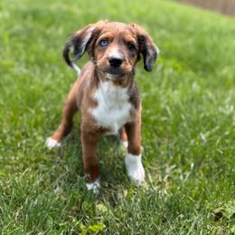 Dolly - female Australian Mountain Doodle puppy in Pittsburgh, Pennsylvania from WestPenn Doodles LLC