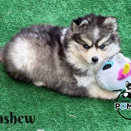 Cashew - Black and white male Pomsky puppy in Eastman, Georgia from Once Upon A Pomsky