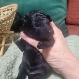 Brew - Black female Poodle puppy in Arkansas from Harper's Pups