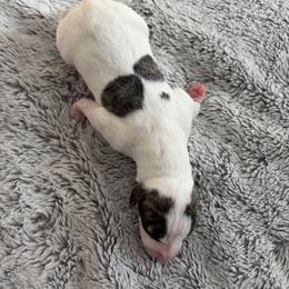 Halo - White and fawn brindle female Whippet puppy in Fort Myers, Florida from Rainbow Whippets