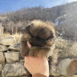 Flirt x Easy Male - Red sable male Pomeranian puppy in Lehi, Utah from Candy Shop Poms