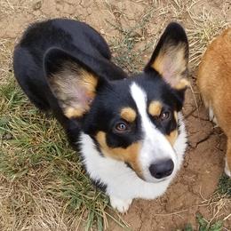 Miniature Australian Shepherd, Pembroke Welsh Corgi, and Yorkshire Terrier Puppies from Happy Tails