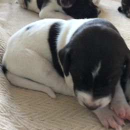 German Shorthaired Pointer Puppies from Chasing Kaya