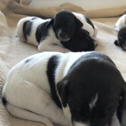 German Shorthaired Pointer Puppies from Chasing Kaya