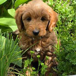 Capricorn - Red  male Goldendoodle puppy in Syracuse, Utah from Just Doodling Dogs