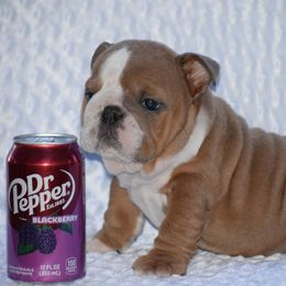 Lula - Fawn and white female Bulldog puppy in Bradleyville, Missouri from HurstBulldogs
