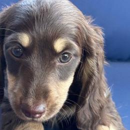 Quinn💜 - Chocolate and cream female Dachshund puppy in New Braunfels, Texas from 2 Knights Doxies