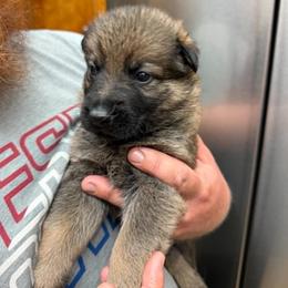 A1-9 Sable Boy - Mr. Red - Sable male German Shepherd puppy in Lincoln, California from Valor-K9s