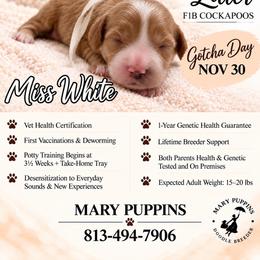 Miss White - Buff and white female Cockapoo puppy in Tampa, Florida from Mary Puppins