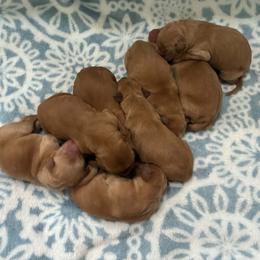 Jackson - Dark golden male Golden Retriever puppy in Lebanon, Oregon from SnowPeakPaws
