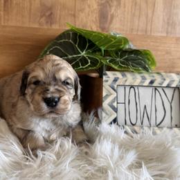 Neville Edwin - Merle-sable male Saint Berdoodle puppy in Mesa, Arizona from Desert Bohunk Doodles and Branded Bullies