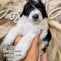 Chocolate Chip - Parti male Goldendoodle puppy in Pearland, Texas from Posh Paws Puppies