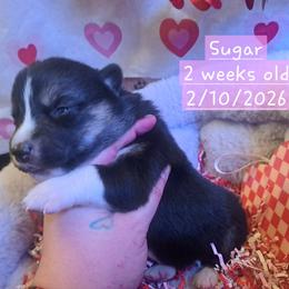 Pembroke Welsh Corgi and Siberian Husky Puppies from Regal Huskies of the Carolinas