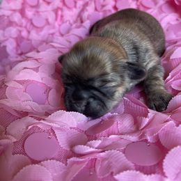 Shih Tzu Puppies from Monica Sauceda