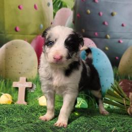 Honey Bee - Blue merle female Border Collie puppy in Avilla, Indiana from Borderline Kennels