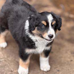 Turbo - Black tri male Miniature Australian Shepherd puppy in Athol, Idaho from Northern Aussies
