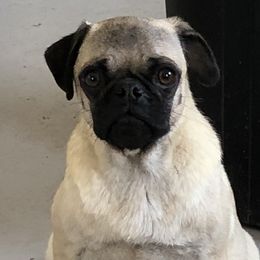 Agnes - Pug
