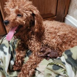 Maltese, Maltipoos, and Poodles from C&Js Tiny Toys