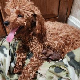 Maltese, Maltipoos, and Poodles from C&Js Tiny Toys
