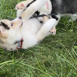 Pomsky Puppies from Pomsky‘s Palace