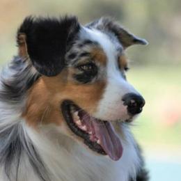 Australian Shepherd All Grown Up from Laura's Aussies