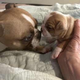 Cruise - Seal and white Boston Terrier puppy in Nottingham, New Hampshire from Brenda Wilber’s Bostons