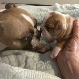 Cruise - Seal and white Boston Terrier puppy in Nottingham, New Hampshire from Brenda Wilber’s Bostons
