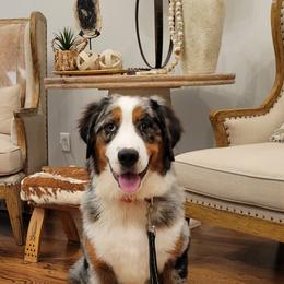 Bernedoodle and Goldendoodle All Grown Up from Elite Goldendoodles and Bernedoodles