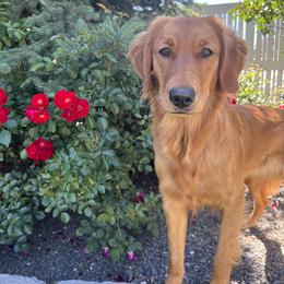 Golden Retriever All Grown Up from Golden Roots Retrievers