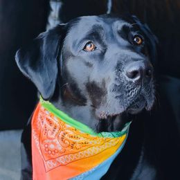 Kona - Labrador Retriever