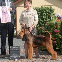 Charlie Bleu - Airedale Terrier