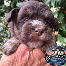 Arthur - Liver male Miniature Schnauzer puppy in Sylvania, Georgia from Southern Sky Miniature Schnauzers