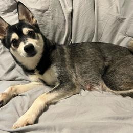 River - Alaskan Klee Kai