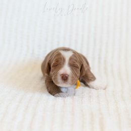 Yellow Collar Girl - Caramel female Australian Labradoodle puppy in Thousand Oaks, California from Lovely Doodle Lane