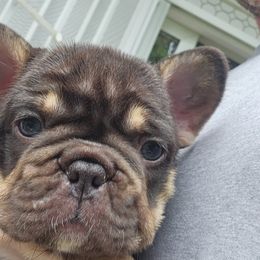 Maureen Ponderosa - Liver female French Bulldog puppy in High Ridge, Missouri from St Louis Frenchies