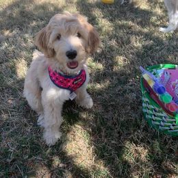 Goldendoodle Puppies from Smiths Doodles