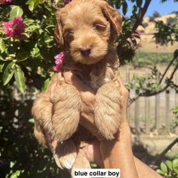 Blue collar - Caramel male Australian Labradoodle puppy in Fairfield, California from Twin Sisters Doodles