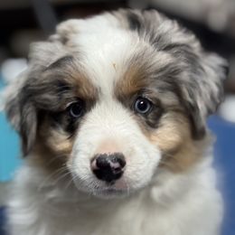 STEVIE - Miniature American Shepherd puppy from Sweetheart Aussies