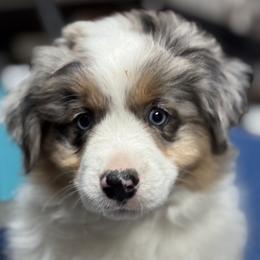 STEVIE - Miniature American Shepherd puppy from Sweetheart Aussies