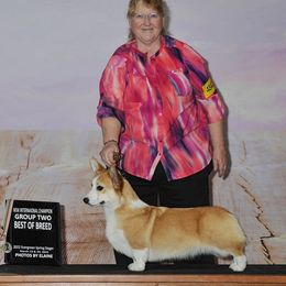 Tessa - Pembroke Welsh Corgi