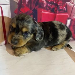 Boy 2 - Dapple male Dachshund puppy in Stilwell, Oklahoma from Bidding Creek Dachshunds